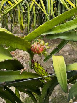 Dragon Fruits - Rushdan agro - Bangladesh
