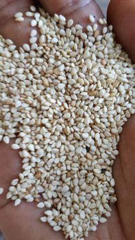 White Sesame Seeds – product photo, Mixed Sesame Seeds products found from trusted suppliers, wholesalers, manufacturers & exporters Listing