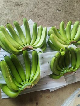 Vietnam Lowland Premium Fresh Banana Export to the world Size 4 - 5-6 exporting the quantuity - công ty cổ phần techmifood việt nam - Vietnam