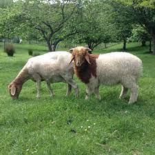awassi live sheeps  - GOLDEN STAR BV - South Africa