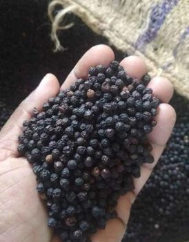 Black Pepper – product photo, Dehydrated Black Pepper products found from trusted suppliers, wholesalers, manufacturers & exporters Listing
