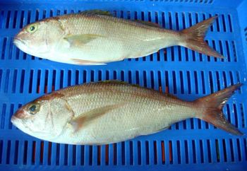 Indian frozen white snapper whole gutted exporter from AMAZE SEAFOOD TRADE Indian frozen white snapper whole gutted exporter – product photo, Frozen White Prawns products found from trusted suppliers, wholesalers, manufacturers & exporters Listing