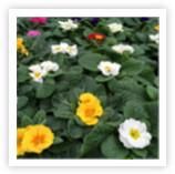Product - BELL BROTHERS NURSERIES LTD - Global