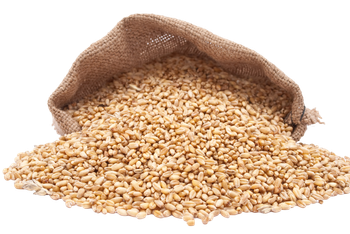 maize – product photo, Maize products found from trusted suppliers, wholesalers, manufacturers & exporters Listing