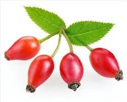 Rosehip Oil Form Oil, Tea, Shell, Powder Source Conventional And - Rosehip Farm - South Africa