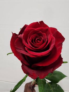 Premium roses Petals Lush Petals Grade Export grade Stem Strength Strong Stems Handling Cold Chain Handling Origin Fertile Highland Farms - Fiori flowers - Kenya