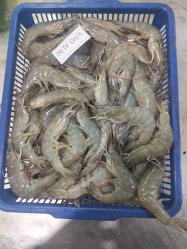 Vannamei shrimp - ABC - Vietnam