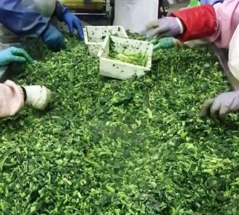 Heavy Metal Free Rigorous Testing Quality Cut Frozen Spinach - Heze City Mudan District Shengxinyuan Food Co., Ltd. - China