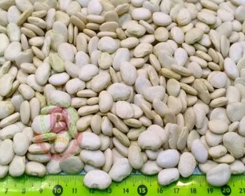 Butter Beans (Lima Beans) Grade A Size 1.5 Style Dried Color White Weight (kg) 25 Drying Process FD Place of Origin - ASIA WINNER INDUSTRIAL LIMITED - Myanmar