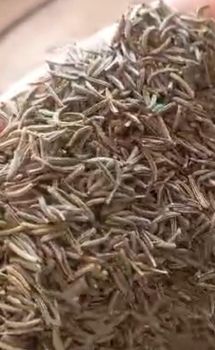 Organic Caraway seeds Origin Afghan Texture Rough Flavor Caraway Freshness - Vistalux global exem - Malaysia