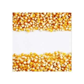 Yellow corn kernels supplied for commercial food processing companies - Medcompex Gmbh - United Kingdom