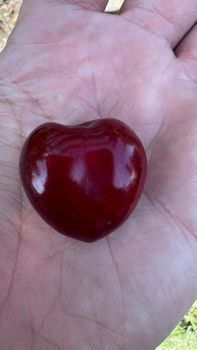 Fresh Sweet Cherry Size 30–32+ Mm Origin Republic Of Moldova Varieties Regina, Kordia, Rocket Packaging 5 Kg Premium Wooden - CROFORD SRL - Romania