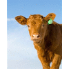 Product - MAESTRO SALES SRL - EUROPEENNE SIBIU SRL - Romania