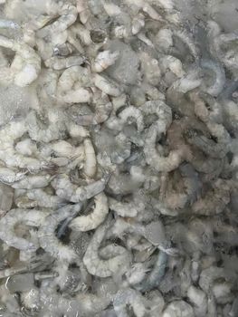 Frozen Hoso Shrimp High Quality Shell On Seafood Packed For Import Distribution Retail Supply And Export Markets - TOSOH INTERNATIONAL - South Africa