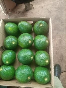 Fresh avocados – product photo, Fresh Hass Avocado products found from trusted suppliers, wholesalers, manufacturers & exporters Listing