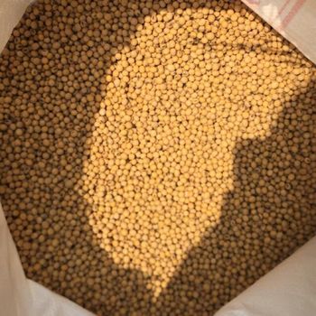 New 100% fresh high quality organic soybeans grow from Vietnam Organic Dried Yellow Soybeans For Sale from MIGHTY ASIA COMPANY LIMITED New 100% fresh high quality organic soybeans grow from Vietnam Organic Dried Yellow Soybeans For Sale - MIGHTY ASIA COMPANY LIMITED - Vietnam