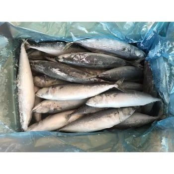 Frozen Mackerel Fish Ocean Fresh Selection With Superior Nutritional Profile For Seafood Wholesalers Worldwide - TOSOH INTERNATIONAL - South Africa