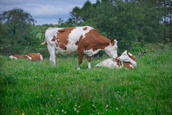 Bulk supply live cattle with cheap price suitable for farms and slaughterhouses - Mutlu Et Mustafa - France