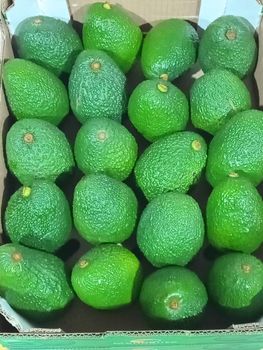 Avocado – product photo, Fresh Hass Avocado products found from trusted suppliers, wholesalers, manufacturers & exporters Listing