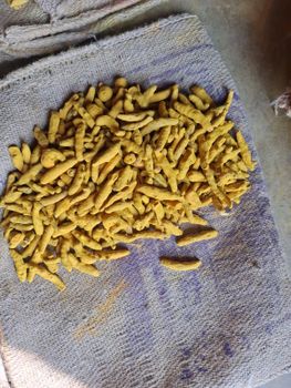 Turmeric Finger - AROMIC FOODS AND SPICES LLP - India