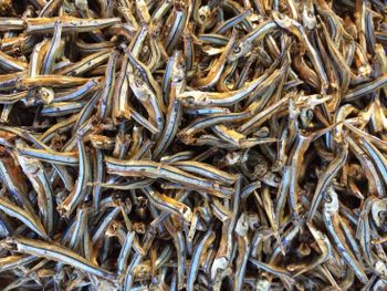 Dried Anchovies VIETNAM Wholesale - Premium Quality Export - VIMEXCO IMPORT-EXPORT JOINT STOCK COMPANY - Vietnam