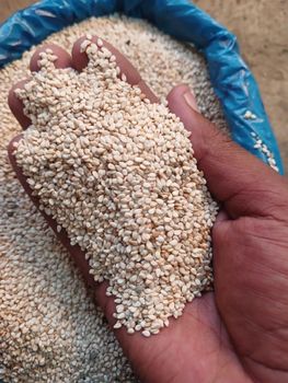 Humera sesame seeds – product photo, Mixed Sesame Seeds products found from trusted suppliers, wholesalers, manufacturers & exporters Listing