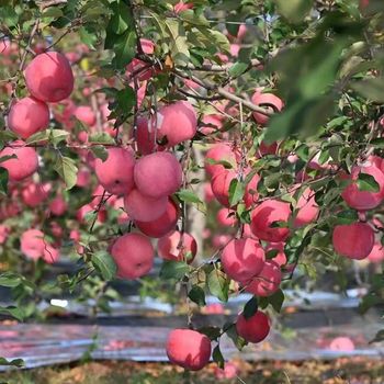 Yantai Keyrise Fresh Fuji Apple supplier from China - Yantai Keyrise Import & Export Co., Ltd - China