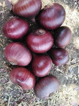 Red onions. - AL-SEDIK FOR FRUITS AND VEGETABLE EXPORT AND TRADING - Egypt