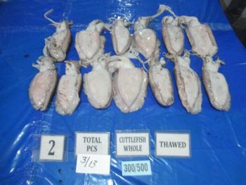 Cuttle Fish - amigoseafood co - India