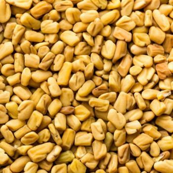 Fenugreek Golden Seeds Professionally Processed For Natural Ingredient Blends Nutritional Products And Export Orders - TOSOH INTERNATIONAL - South Africa
