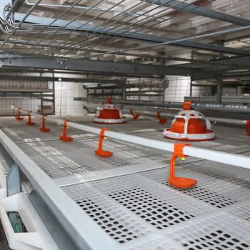 20000 Chickens Breeding Poultry Equipment Layer Cage Galvanized Battery Laying Hens Egg Broiler Coop - Qingdao Zhongzhijia Husbandry Machinery Co., Ltd. - China