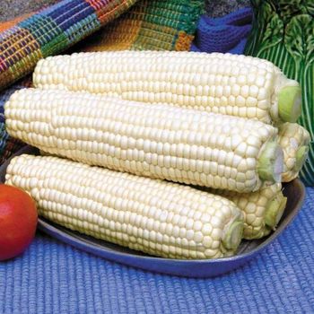 Organic White Corn Bulk Purchase White Corn With Minimal Moisture 100% Ideal For Milling And Food Industries - THE GREEN INTERNATIONAL LIMITED - Tanzania