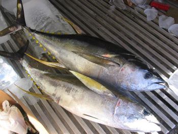 Yellow fin Tuna fish Organic Yes Catch Method Wild-Caught Origin Indian Ocean, Pacific Freshness Level Fresh, Frozen Degree of Processing Whole Fish - INDIAN SEA FOODS - India