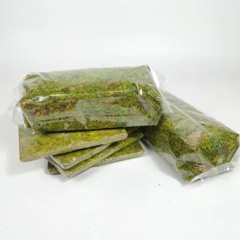 Low-Maintenance Green Moss for Potted Plants & Indoor Craft Projects - Jinan Sphagnum Horticulture Co., Ltd - China