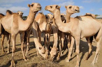 Somalia Livestock Camel, Cattle, Goat, Sheep, Somaliland, Somalia - MHS Group - Egypt