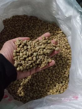 Robusta Java Green Beans - PT.Artha Niaga Internusa - United Kingdom