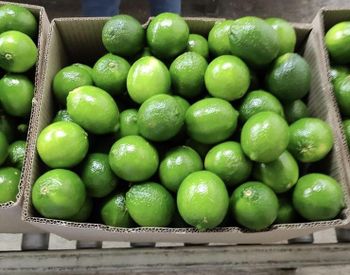 Fresh Lime Texture Fresh Origin Colombia Packaging Packed Color Tahiti Lime Color Logistics Ready For Export - SEVEN FARMERS - United States