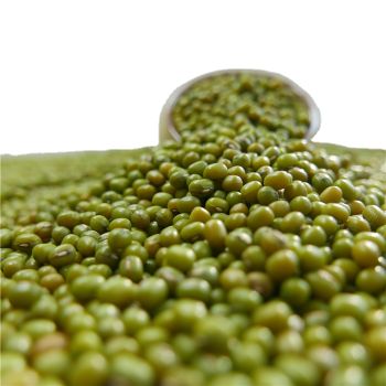 New Crop Mung Bean Seed Nice Price Green Mung Bean Vigna Beans - Hebei Nihewan Agricultural Development Co., Ltd. - China