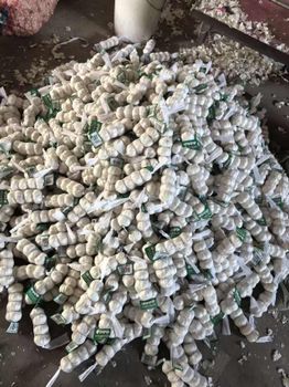 Fresh White Garlic 5.0‑5.5cm China Origin, Mesh Bag & Carton Packing, For Africa Middle East Market, Reefer Shipment - SHANDONG GALAXY INTERNATIONAL TRADING CO., LTD. - China