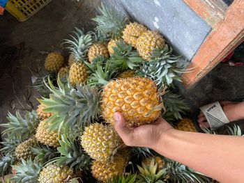 Grade A Pineapple - PT INDORI FLASH COMMODITY - Indonesia