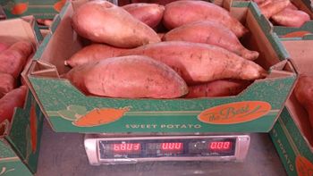 Sweet potatoes - AL-SEDIK FOR FRUITS AND VEGETABLE EXPORT AND TRADING - Egypt