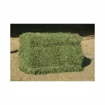 Bulk lucerne hay offered at competitive prices for global export markets from BMU TRADING GMBH Bulk lucerne hay offered at competitive prices for global export markets - BMU TRADING GMBH - Germany