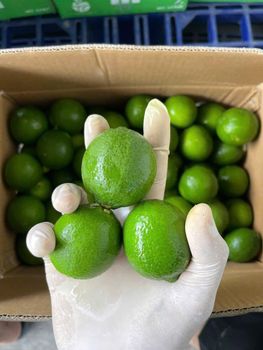Lemon - ANNE LE - Vietnam
