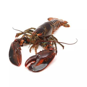 Fresh Live Lobsters Carefully Managed From Catch To Delivery Ensuring Outstanding Freshness And Customer - TOSOH INTERNATIONAL - South Africa