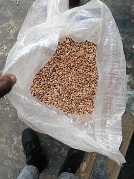 Sugar Bean - Danny parks limited - South Africa