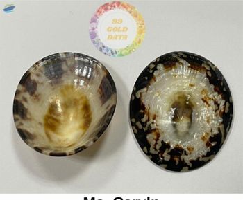 Limpet Seashell/ Breastfeeding Seashells -  99 Gold Data Processing Trading Company Limited  - Vietnam