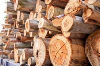 Eucalyptus wood logs - NUTRIDIET LDA - United Kingdom
