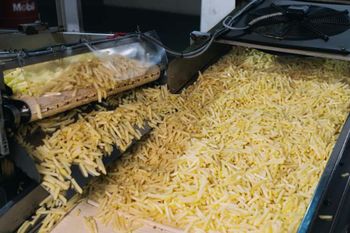 Fries - Global Link - Egypt