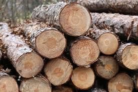 Hard Wood Round Logs from BF GLOBAL TRADING (PTY) LTD Hard Wood Round Logs - BF GLOBAL TRADING (PTY) LTD - South Africa