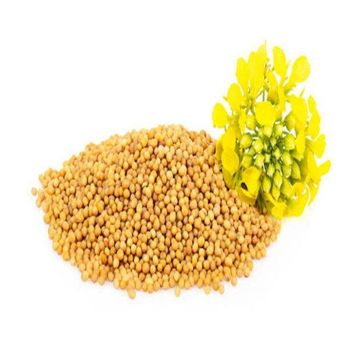 Golden Grain Organic Mustard Seeds PureGold Premium Mustard Seeds Nature's Spice Whole Mustard Seeds Harvest bliss - C.S. Traders - India
